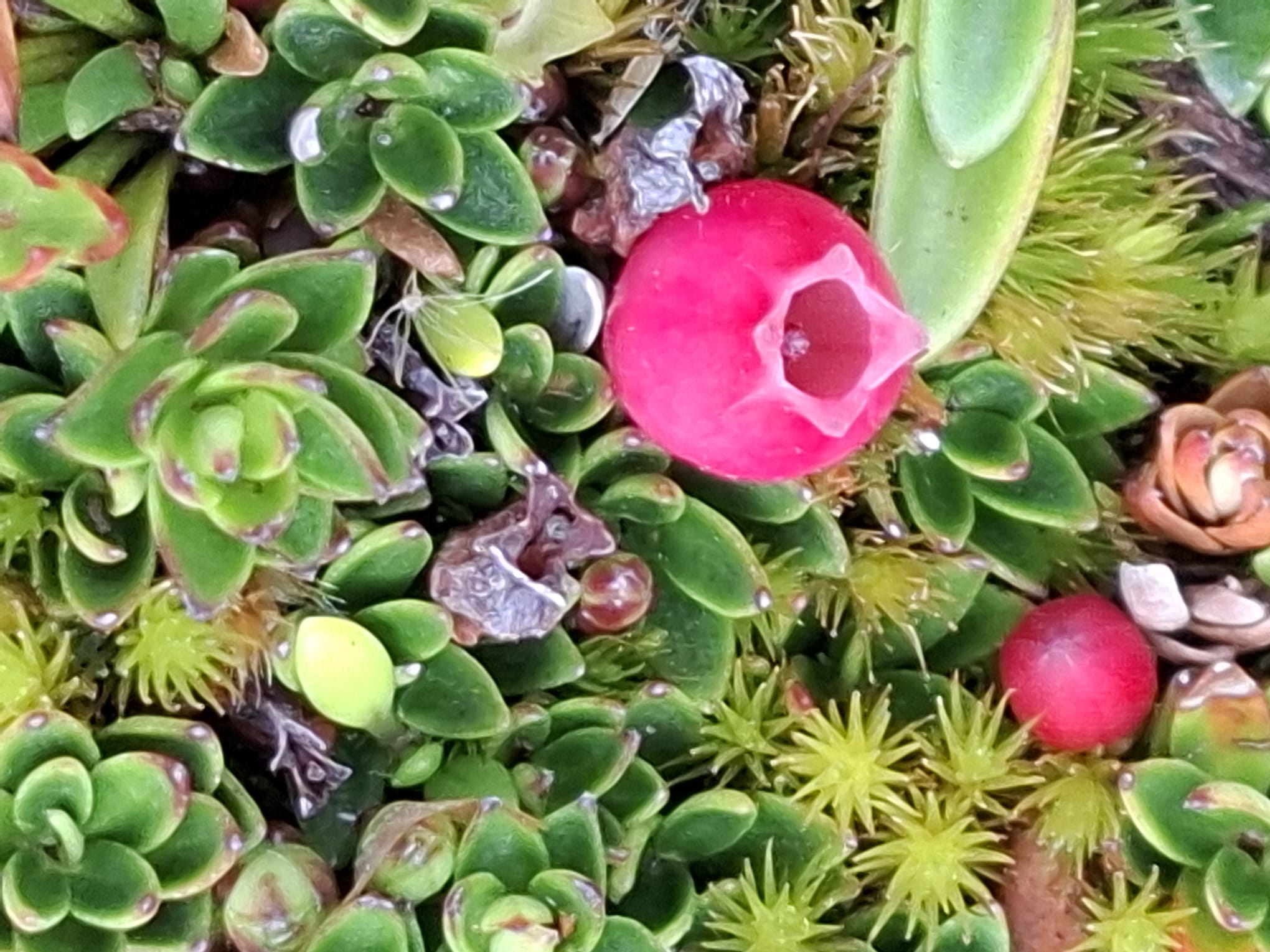 42. Die kleinen Schönheiten des Cajas-Nationalparks